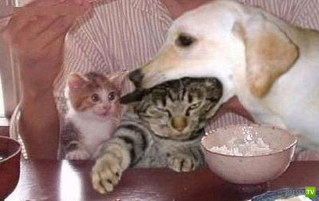 ��� ������� �������-����������, ����� 1 (40 ����)