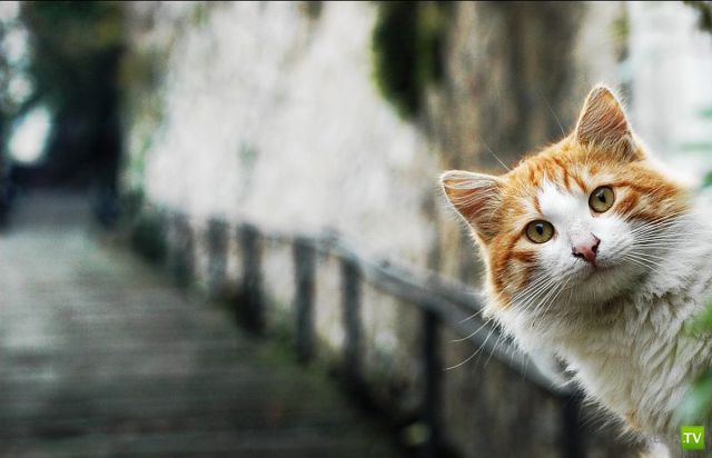 ��� ������� �������-����������, ����� 1 (40 ����)