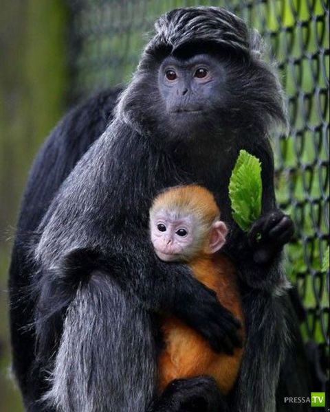 ��� ������� �������-����������, ����� 1 (40 ����)