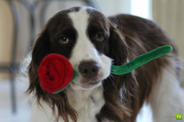 ��� ������� �������-����������, ����� 1 (40 ����)