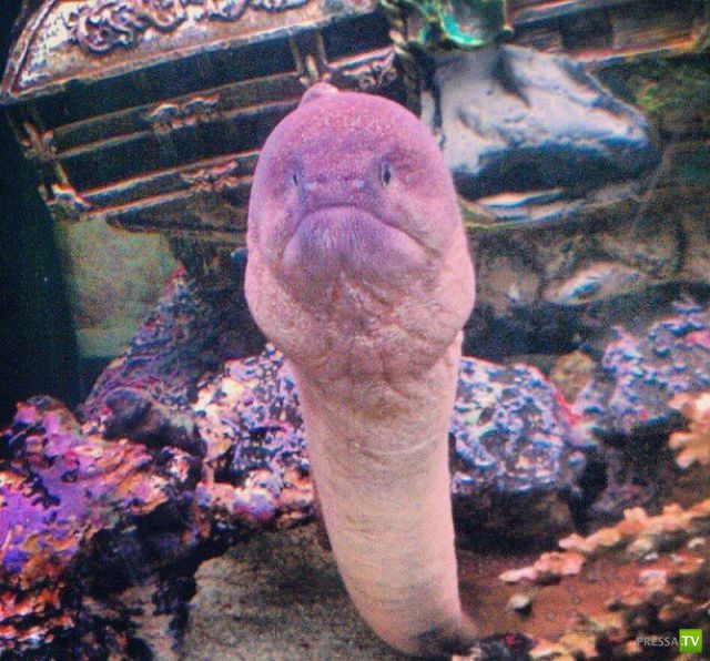 ��� ������� �������-����������, ����� 1 (40 ����)