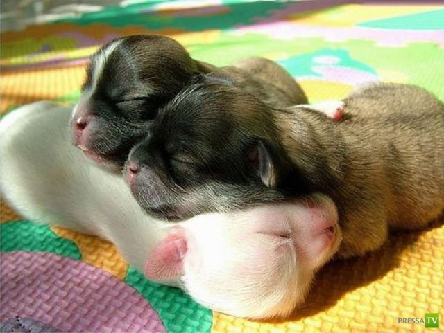 ��� ������� �������-����������, ����� 1 (40 ����)