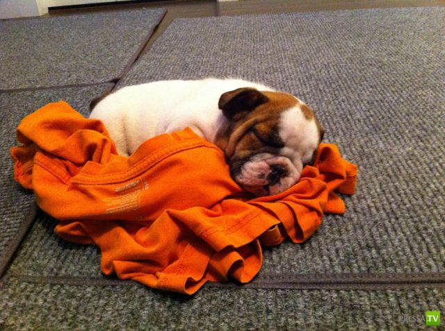 ��� ������� �������-����������, ����� 1 (40 ����)