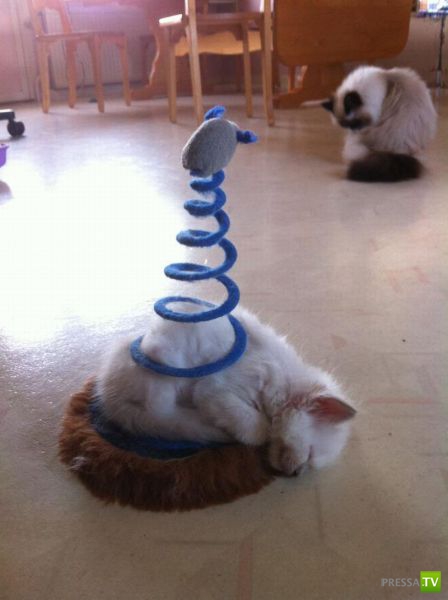 ��� ������� �������-����������, ����� 1 (40 ����)