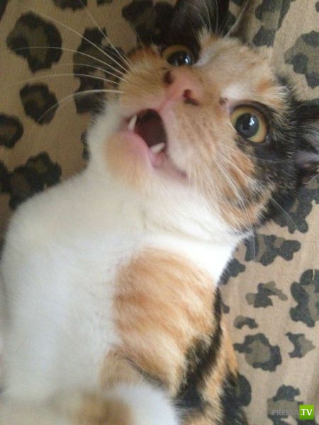 ��� ������� �������-����������, ����� 1 (40 ����)