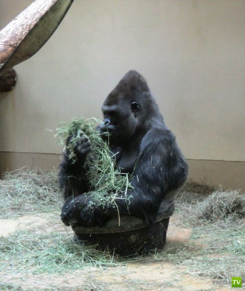 ��� ������� �������-����������, ����� 1 (40 ����)