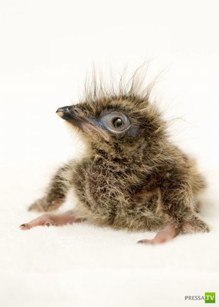 ��� �������� ��������, ����� 31 (40 ����)