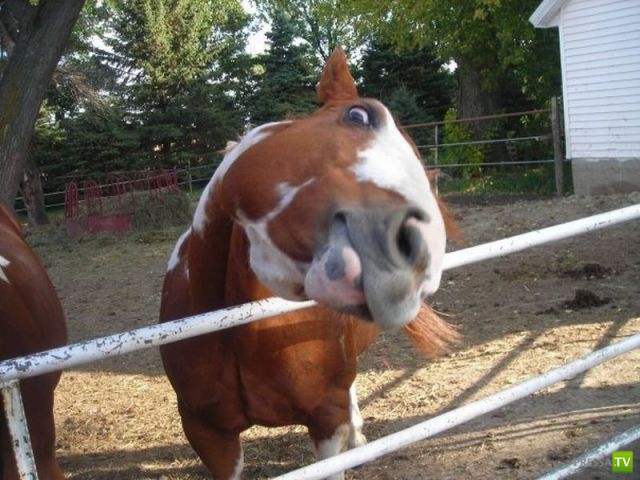 ��� �������� ��������, ����� 31 (40 ����)