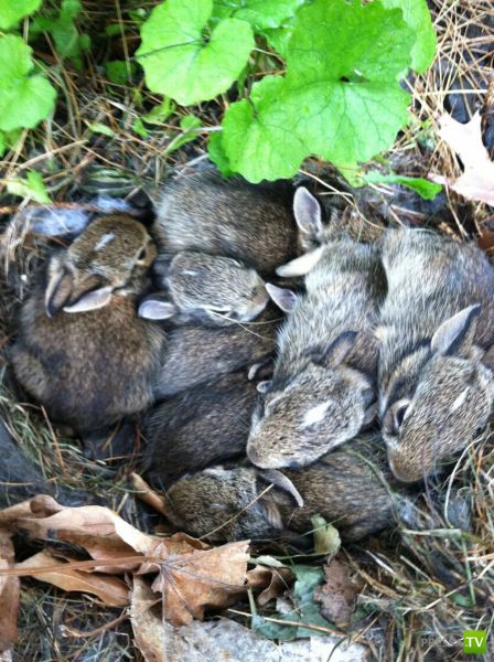 ��� �������� ��������, ����� 31 (40 ����)