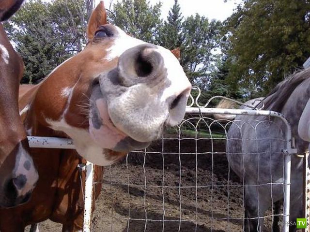 ��� �������� ��������, ����� 31 (40 ����)