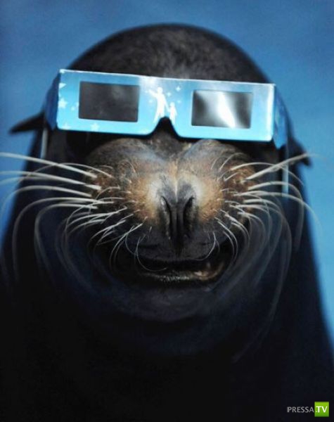 ��� �������� ��������, ����� 31 (40 ����)