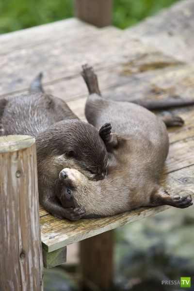 ��� �������� ��������, ����� 31 (40 ����)