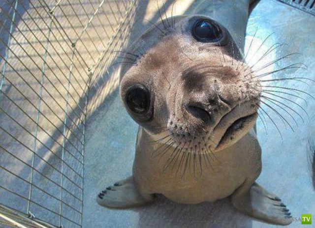 ��� �������� ��������, ����� 31 (40 ����)