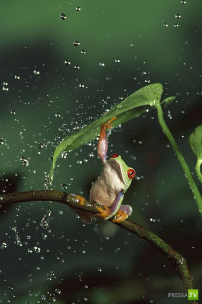 ��� �������� ��������, ����� 31 (40 ����)