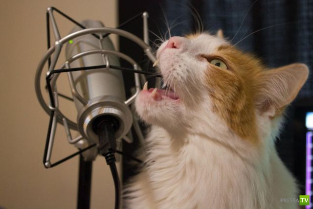 ��� �������� ��������, ����� 31 (40 ����)