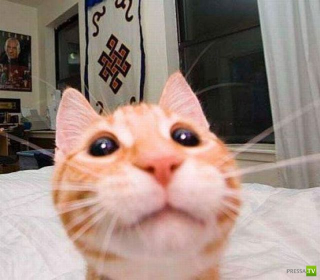 ��� �������� ��������, ����� 31 (40 ����)