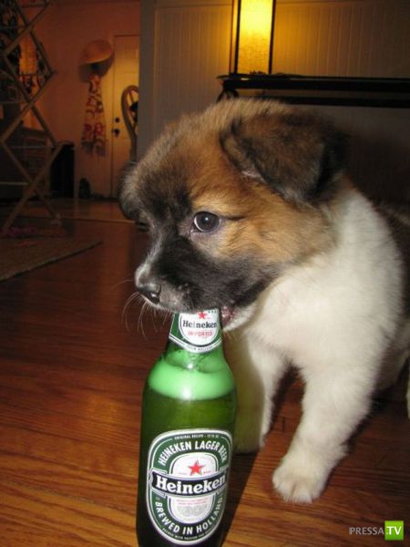 ��� �������� ��������, ����� 31 (40 ����)