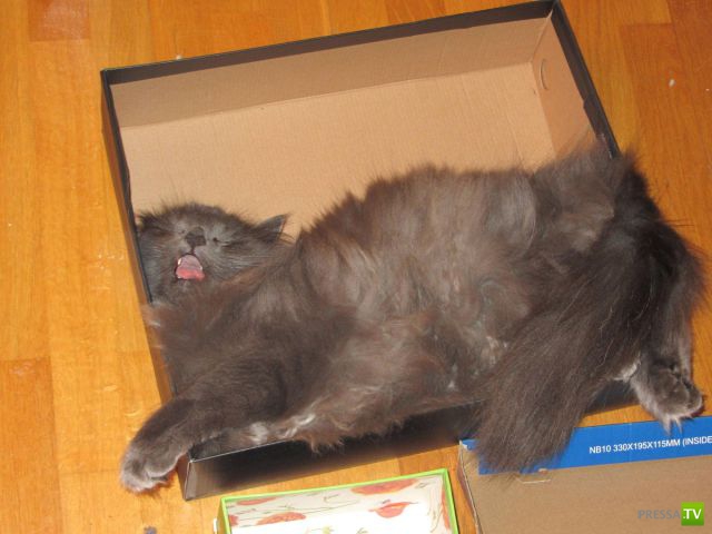 ��� �������� ��������, ����� 31 (40 ����)