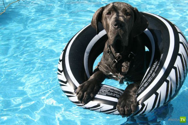 ��� �������� ��������, ����� 31 (40 ����)