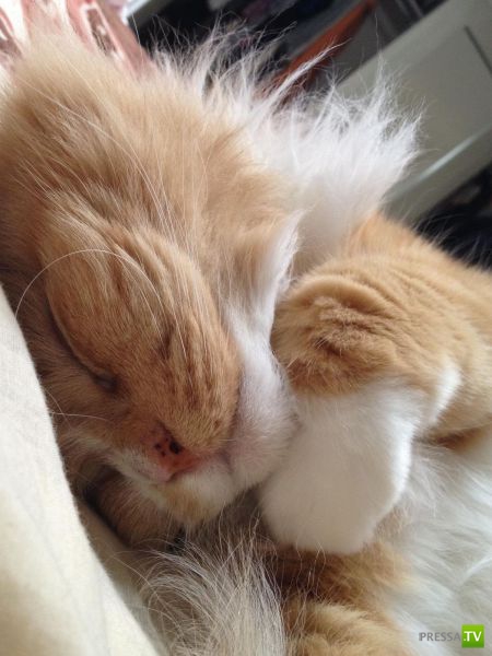 ��� �������� ��������, ����� 31 (40 ����)