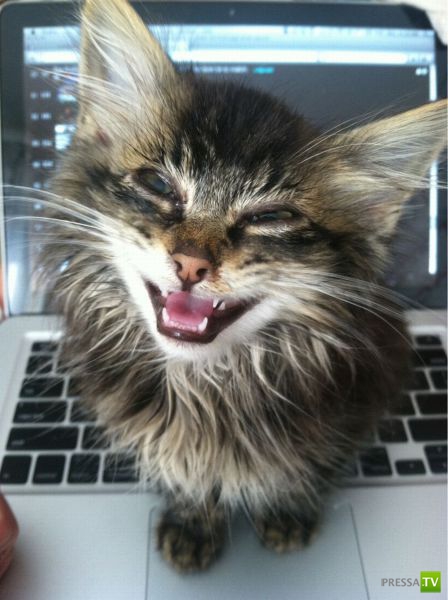 ��� �������� ��������, ����� 31 (40 ����)