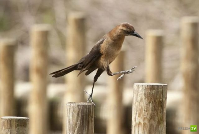 ��� �������� ��������, ����� 31 (40 ����)