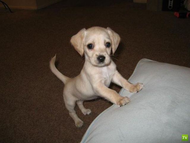 ��� �������� ��������, ����� 31 (40 ����)