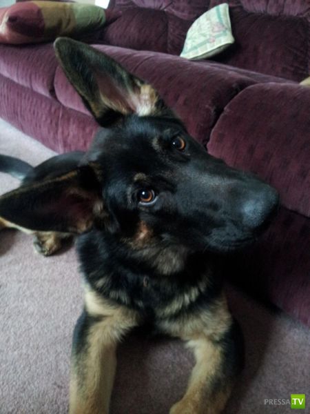 ��� �������� ��������, ����� 31 (40 ����)