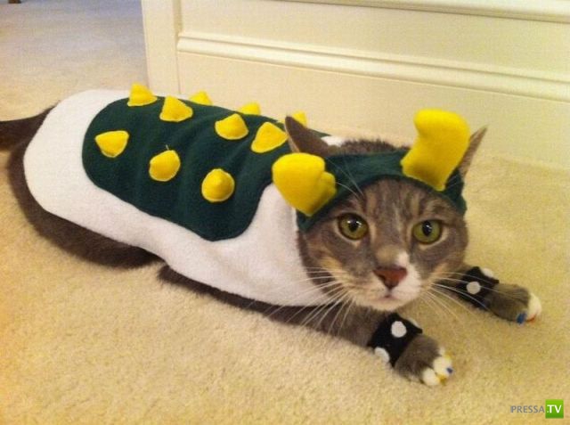 ��� �������� ��������, ����� 31 (40 ����)