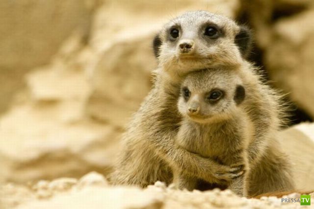 ��� �������� ��������, ����� 31 (40 ����)