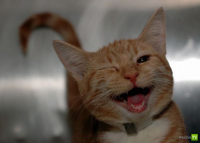 ��� �������� ��������, ����� 31 (40 ����)