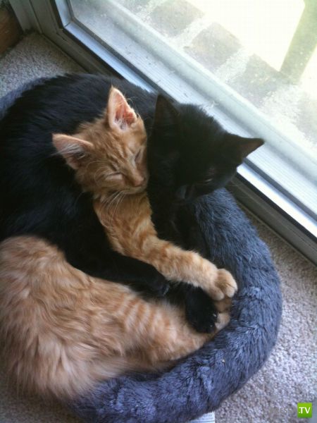 ��� �������� ��������, ����� 31 (40 ����)