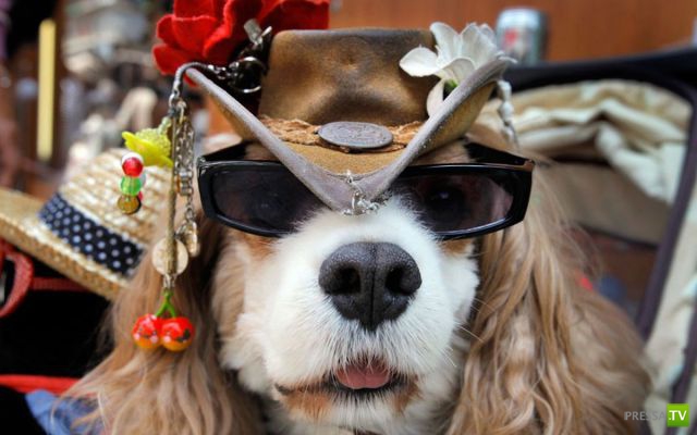 ��� �������� ��������, ����� 31 (40 ����)