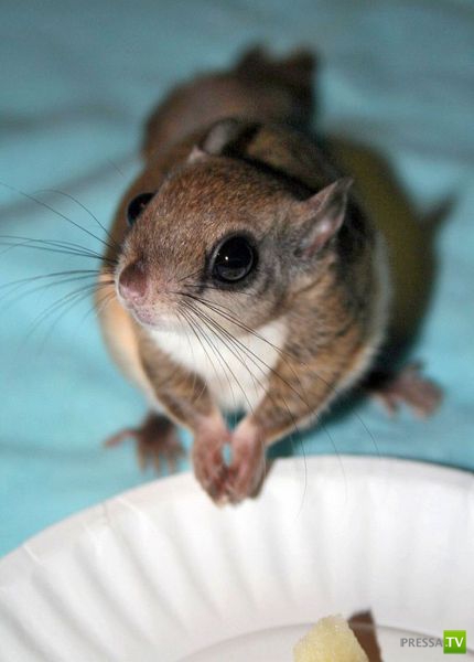 ��� �������� ��������, ����� 31 (40 ����)