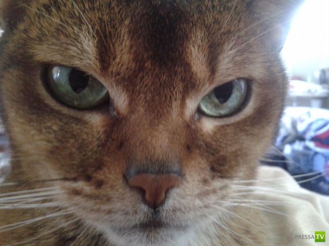 ��� �������� ��������, ����� 31 (40 ����)