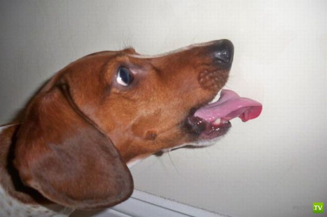 ��� �������� ��������, ����� 31 (40 ����)