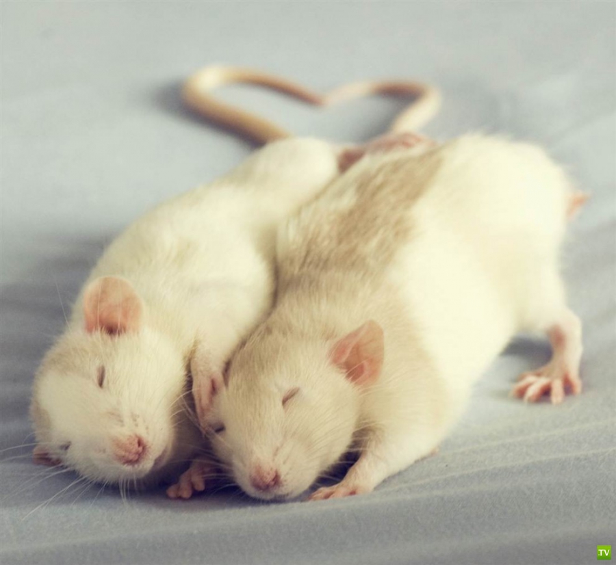 �������� ������ �� �������� ������� (8 ����)