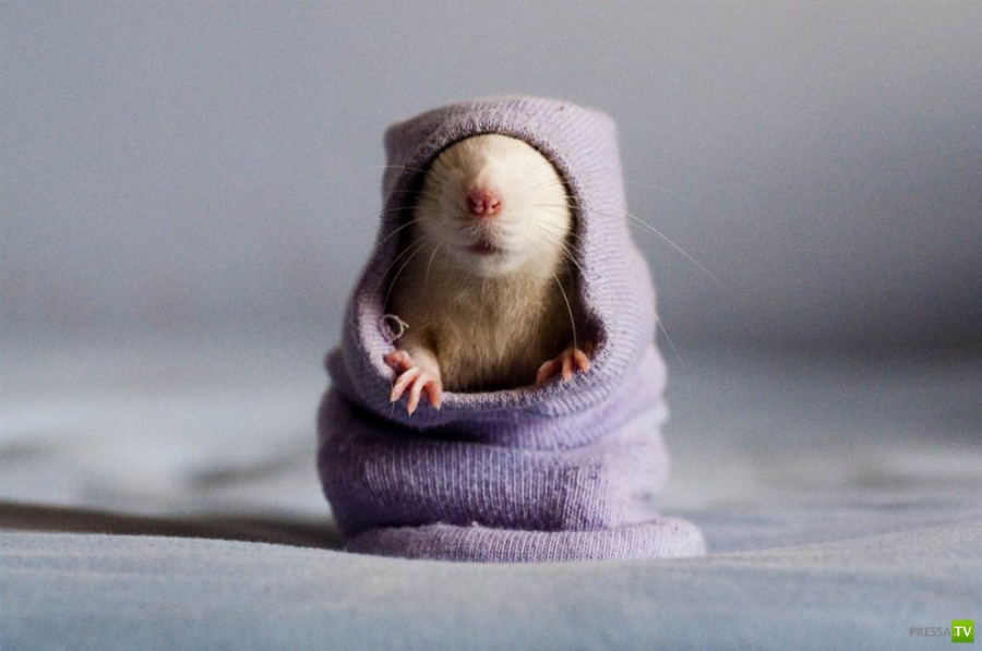 �������� ������ �� �������� ������� (8 ����)