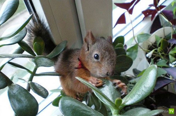 ��������� ����� - �������� �������� �������� (13 ����)