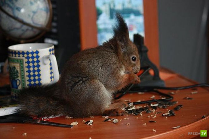 ��������� ����� - �������� �������� �������� (13 ����)