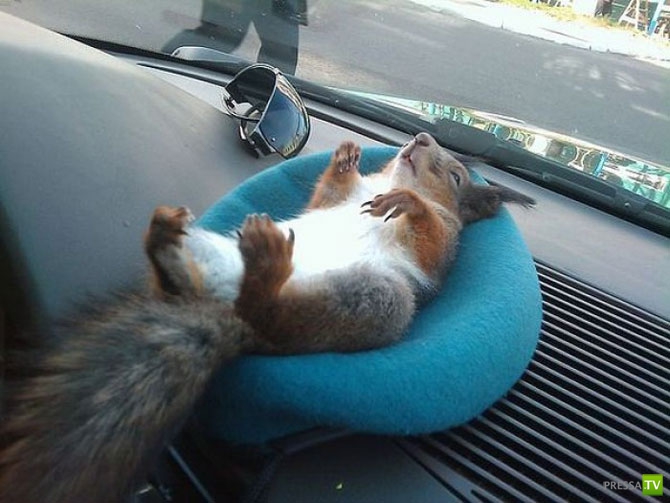 ��������� ����� - �������� �������� �������� (13 ����)