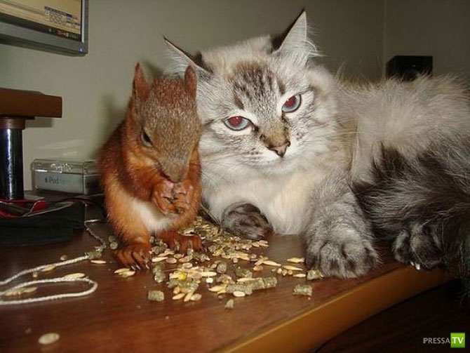 ��������� ����� - �������� �������� �������� (13 ����)