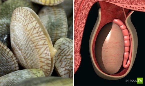 ���������� ����������... (11 ����)