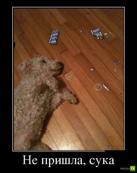 ������������ �� ����, ����� 11 (28 ����)