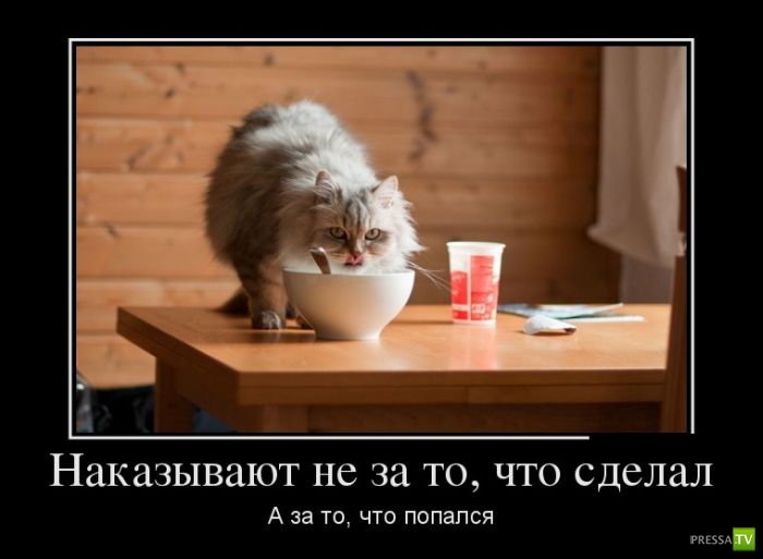 ������������ �� ����, ����� 11 (28 ����)