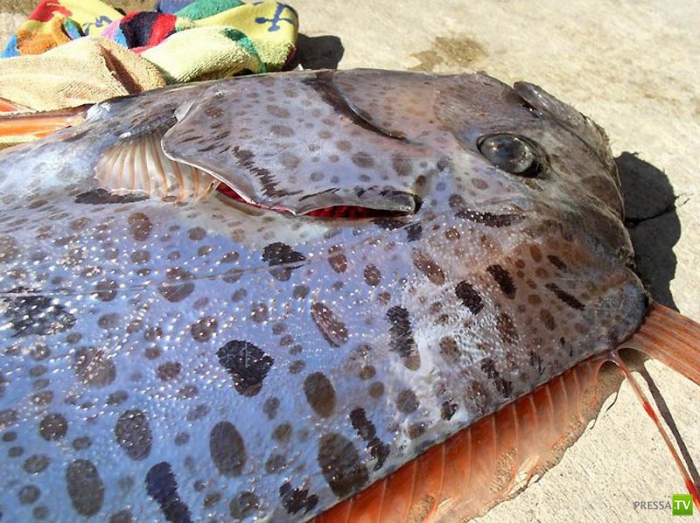 ������� ���� - ��������� ������ (10 ����)