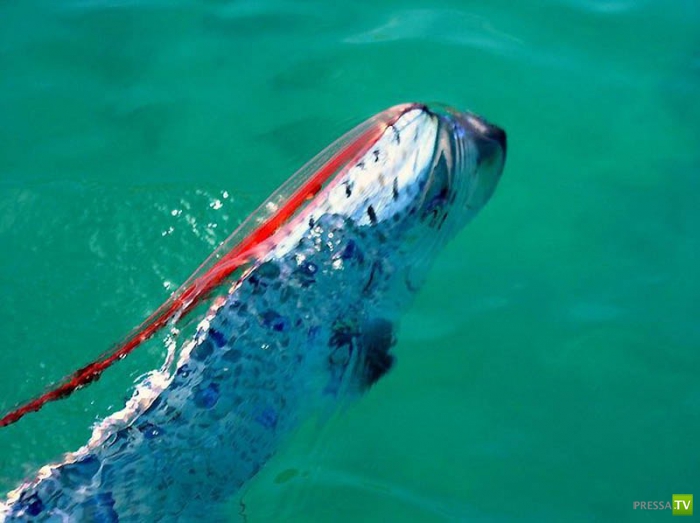 ������� ���� - ��������� ������ (10 ����)