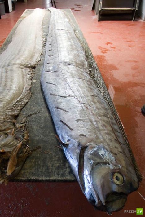 ������� ���� - ��������� ������ (10 ����)