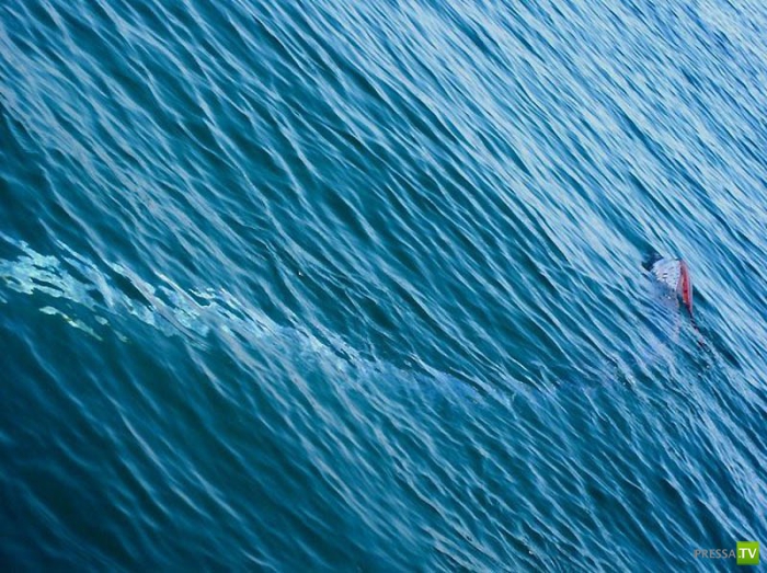 ������� ���� - ��������� ������ (10 ����)