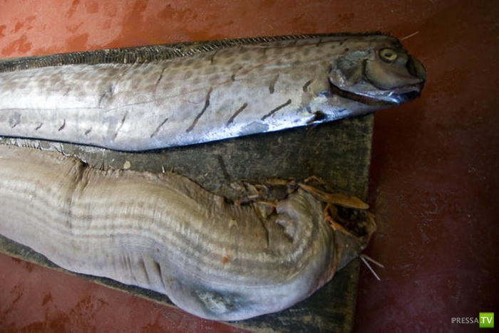 ������� ���� - ��������� ������ (10 ����)